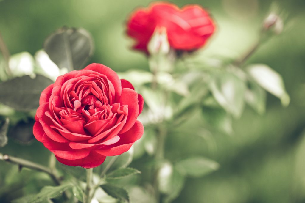 EveryWoman Health | Abnormal Vaginal Bleeding